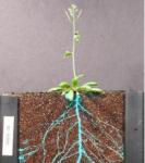 PRDinnenyGLORootsPicBetterForHomepage