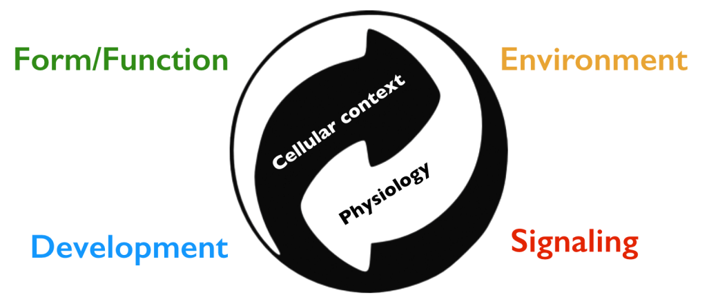 Cellular context and physiology link form and function, development, environment and signaling